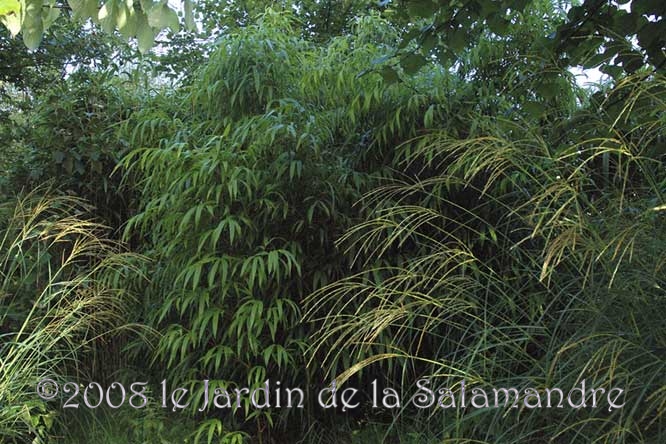 Chimonobambusa quadrangularis au Jardin de la Salamandre en Dordogne