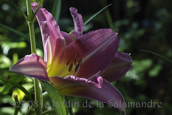 Hemerocallis 'Chosen Love' au Jardin de la Salamandre en Dordogne