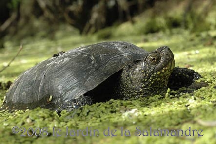 Cistude (Emys orbicularis) au Jardin de la Salamandre en Dordogne
