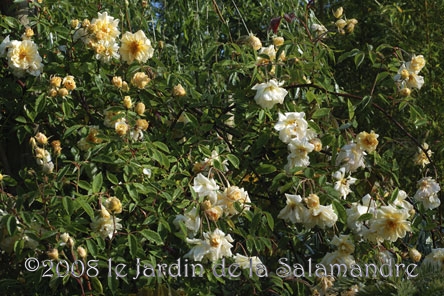 Rosa 'Claire Jacquier' 2 au Jardin de la Salamandre en Dordogne