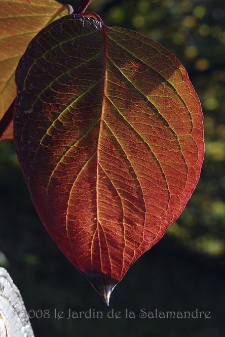 Cornus alba 'Kesselringii' en automne au Jardin de la Salamandre en Dordogne