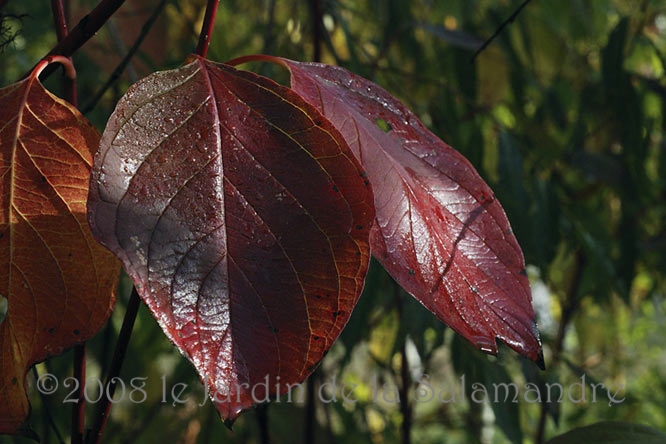 Cornus amomum en automne au Jardin de la Salamandre en Dordogne