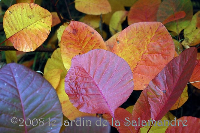 Cotinus coccygria 'Purpureus' en automne au Jardin de la Salamandre en Dordogne