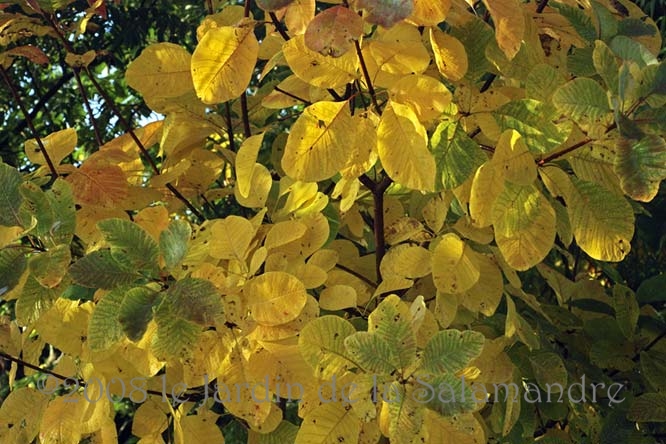 Cotinus obovatus en automne au Jardin de la Salamandre en Dordogne