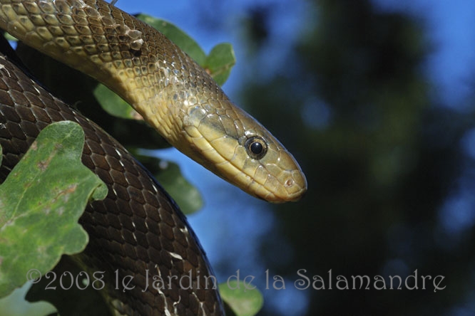 Couleuvre d'Esculape  (Cetonia aeruginosa) au Jardin de la Salamandre en Dordogne