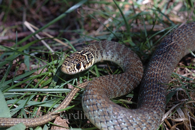 Couleuvre verte et jaune (Hierophis viridiflavus) au Jardin de la Salamandre en Dordogne