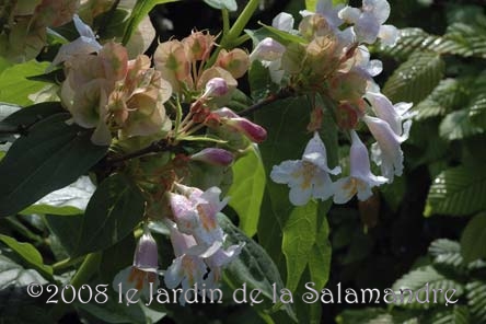 Dipelta floribunda au Jardin de la Salamandre en Dordogne 