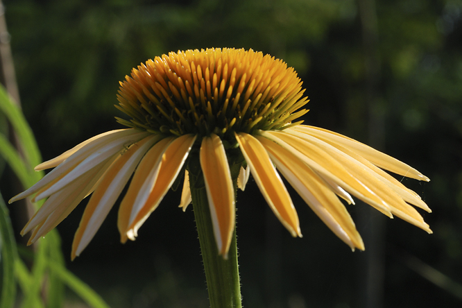 Echinacea 'Harvest Moon' 2 au Jardin de la Salamandre en Dordogne