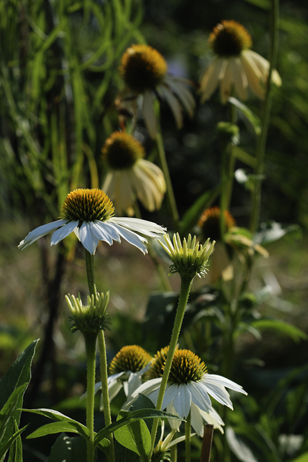 Echinacea 'Kim's Mop Head' 2 au Jardin de la Salamandre en Dordogne