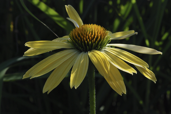 Echinacea 'Sunrise' 2 au Jardin de la Salamandre en Dordogne