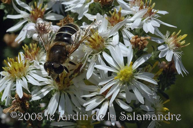 Eristale (Eristalus interrupta) au Jardin de la Salamandre en Dordogne
