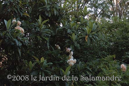 Eryobotrya au Jardin de la Salamandre en Dordogne