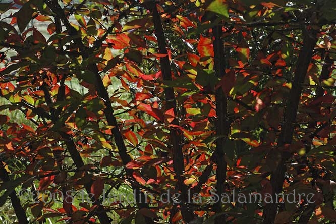 Euonymus alatus 'Compactus' en automne au Jardin de la Salamandre en Dordogne