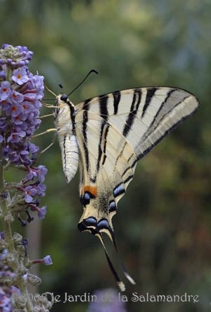 Flambé (Iphiclides podalirius) au Jardin de la Salamandre en Dordogne