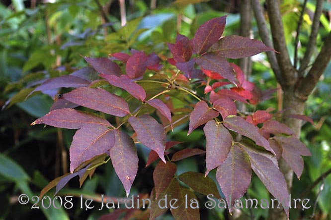 Fraxinus bungeana en automne au Jardin de la Salamandre en Dordogne