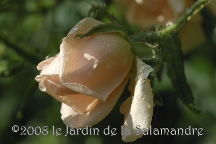  Rosa 'Gabriel Noyelle' au Jardin de la Salamandre en Dordogne