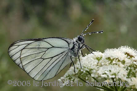 Gazé ou Piéride de l'aubépine (Aporia crataegi ) au Jardin de la Salamandre en Dordogne