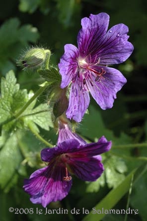 Geranium x magnificum au Jardin de la Salamandre en Dordogne