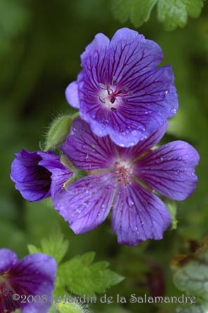 Geranium ibericum 'Vital' au Jardin de la Salamandre en Dordogne