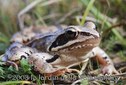 Grenouille agile (Rana dalmatina) au Jardin de la Salamandre en Dordogne