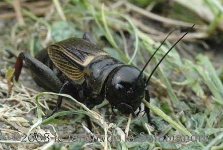 Grillon champêtre (Gryllus campestris) au Jardin de la Salamandre en Dordogne