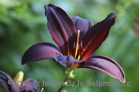 Hemerocallis 'American Revolution' au Jardin de la Salamandre en Dordogne