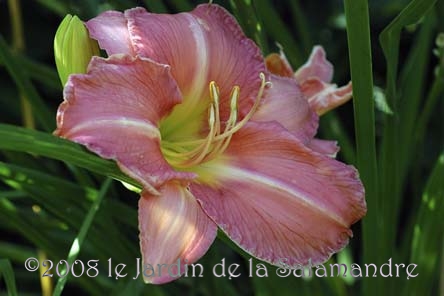 Hemerocallis 'Attribution' au Jardin de la Salamandre en Dordogne