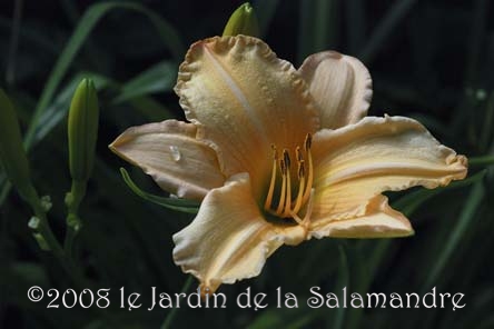 Hemerocallis 'Bambi Doll' au Jardin de la Salamandre en Dordogne