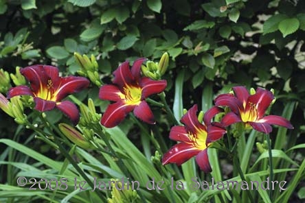 Hemerocallis 'Howard Goodson' au Jardin de la Salamandre en Dordogne