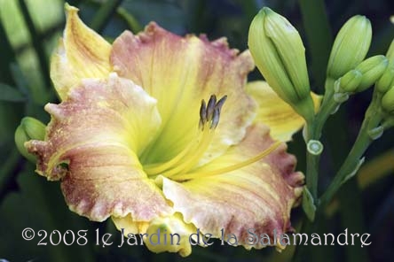 Hemerocallis 'Matt' au Jardin de la Salamandre en Dordogne