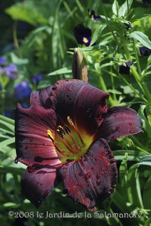 Hemerocallis 'Oriental Wind' au Jardin de la Salamandre en Dordogne