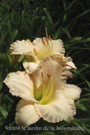 Hemerocallis 'So Lovely' au Jardin de la Salamandre en Dordogne