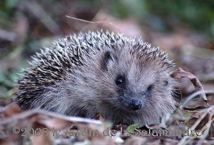 Hérisson (Erinaceus europaeus) au Jardin de la Salamandre en Dordogne