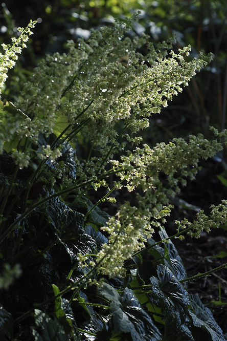 Heuchera villosa 'Chantilly' au Jardin de la Salamandre en Dordogne