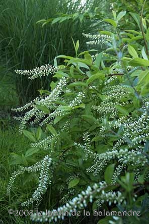 Itea virginica 'Henry's Garnet' au Jardin de la Salamandre en Dordogne