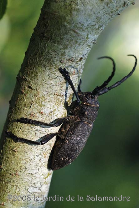 Lamie tisserande (Lamia textor) au Jardin de la Salamandre en Dordogne