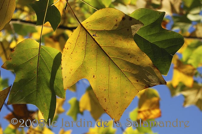 Liriodendron tulipifera en automne au Jardin de la Salamandre en Dordogne