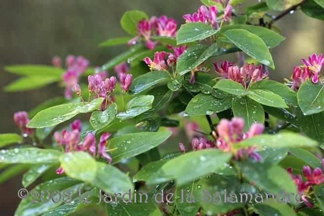 Lonicera arborea au Jardin de la Salamandre en Dordogne
