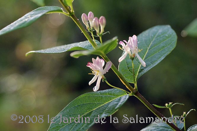 Lonicera huandeniasis au Jardin de la Salamandre en Dordogne