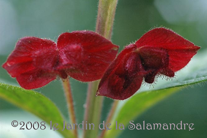 Lonicera involucrata var. Ledebourii au Jardin de la Salamandre en Dordogne