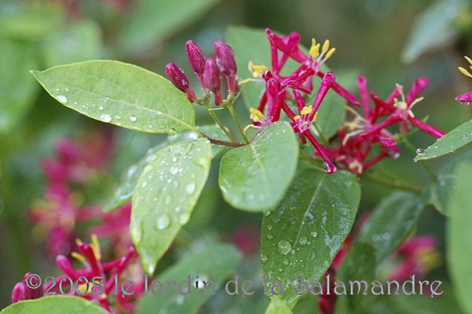 Lonicera orientalis au Jardin de la Salamandre en Dordogne