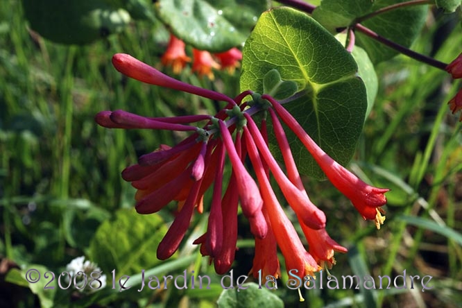 Lonicera sempervirens au Jardin de la Salamandre en Dordogne