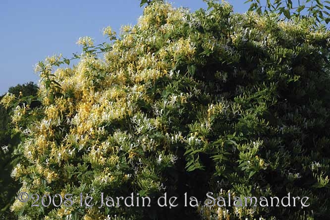 Lonicera similis var. delavayi au Jardin de la Salamandre en Dordogne