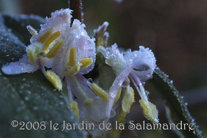 Lonicera standishii au Jardin de la Salamandre en Dordogne