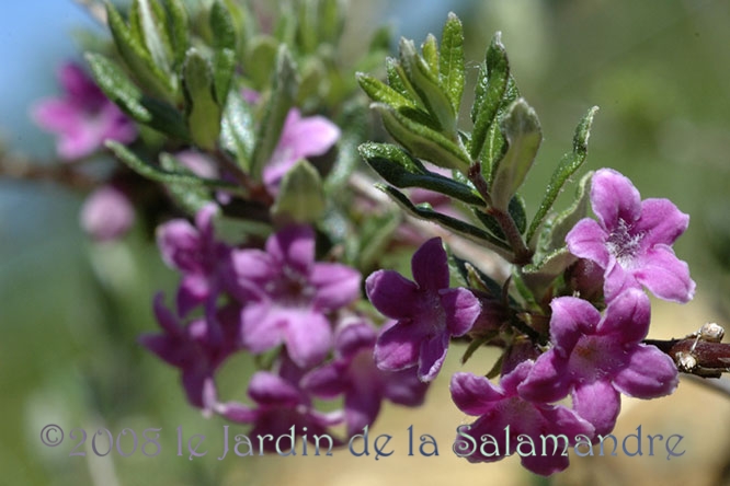 Lonicera syringantha au Jardin de la Salamandre en Dordogne