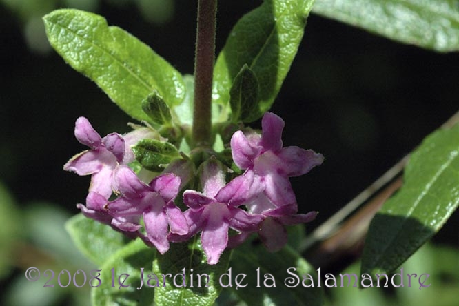 Lonicera thibetica au Jardin de la Salamandre en Dordogne