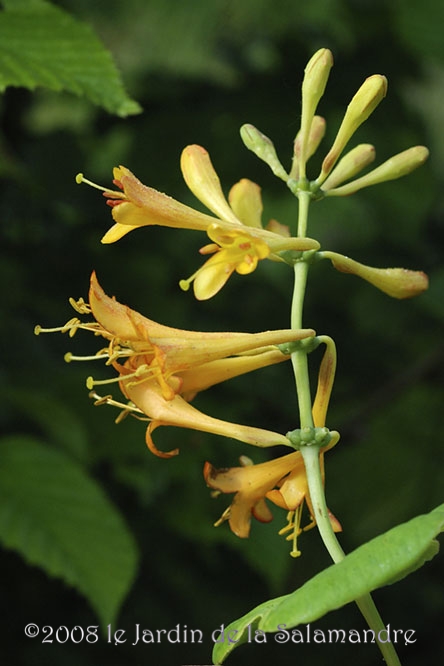 Lonicera x brownii 'Yellow Trumpet' au Jardin de la Salamandre en Dordogne