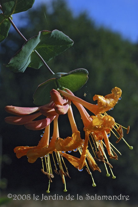 Lonicera x tellmanniana 'Joan Sayers'au Jardin de la Salamandre en Dordogne