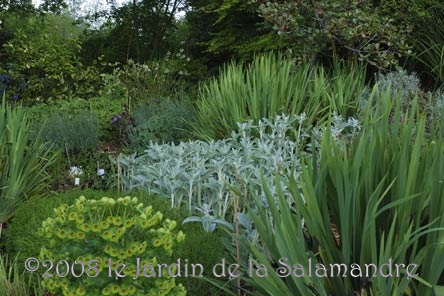 Massif avec euphorbes au Jardin de la Salamandre en Dordogne 
