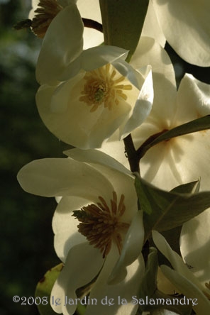 Michelia yunnanensis au Jardin de la Salamandre en Dordogne